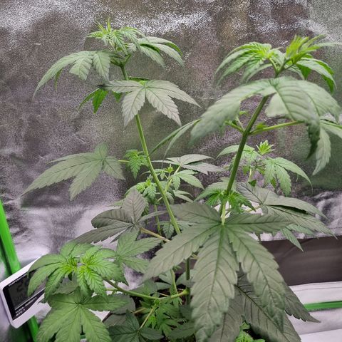 CBD Northern Lights growlog timeline photo