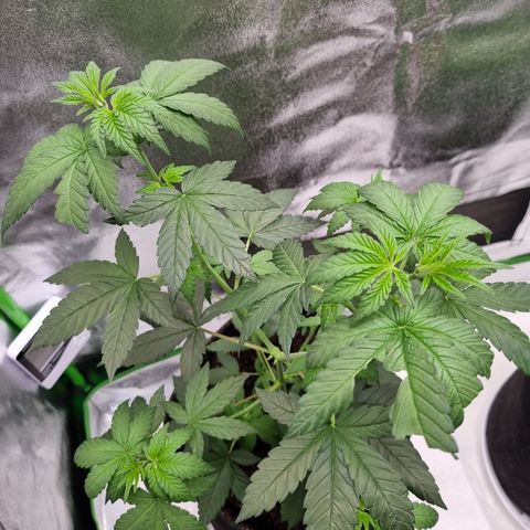 CBD Northern Lights growlog timeline photo