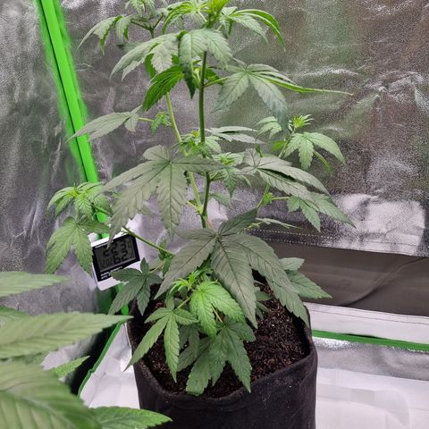 CBD Northern Lights growlog timeline photo