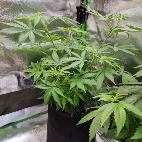 Skunk #11 growlog timeline photo