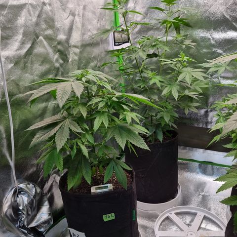 CBD Northern Lights growlog timeline photo