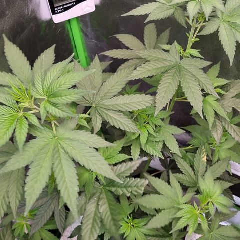 CBD Northern Lights growlog timeline photo