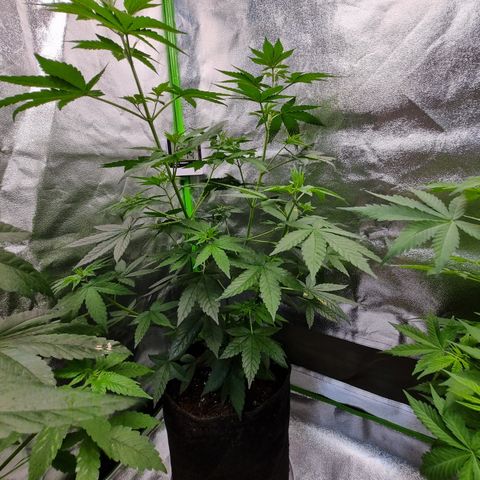 CBD Northern Lights growlog timeline photo