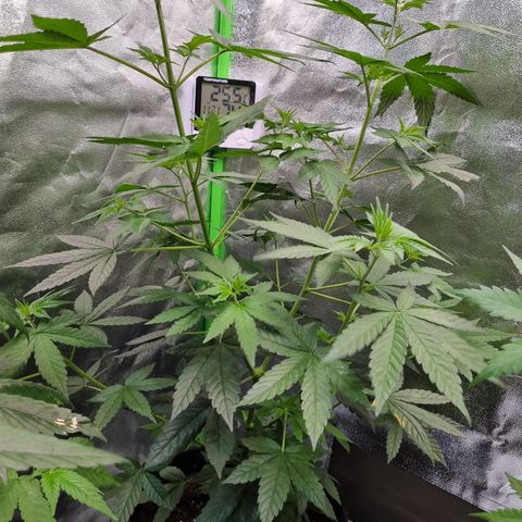 CBD Northern Lights growlog timeline photo