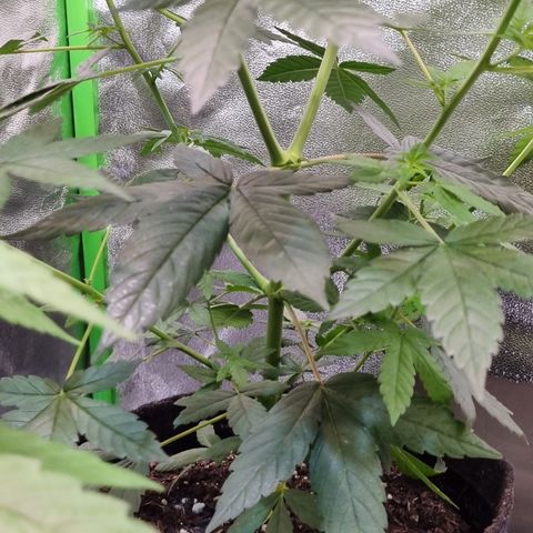 CBD Northern Lights growlog timeline photo