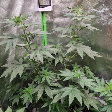 CBD Northern Lights growlog timeline photo