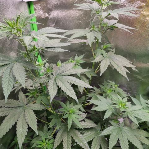CBD Northern Lights growlog timeline photo