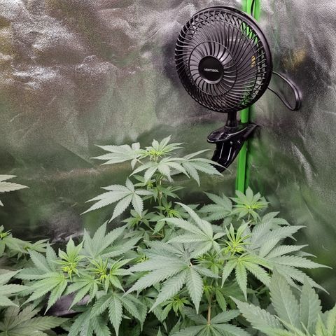 Skunk #11 growlog timeline photo