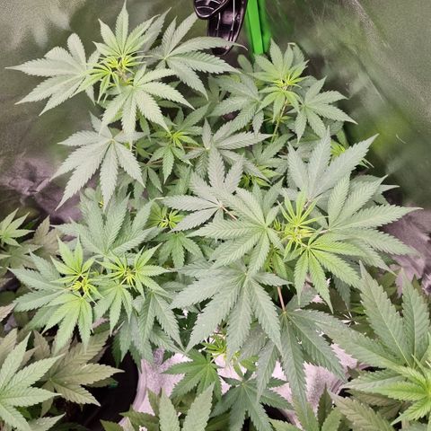 Skunk #11 growlog timeline photo