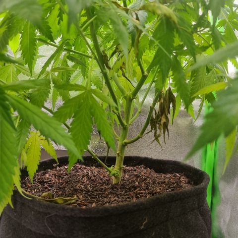 Skunk #11 growlog photo: Poda