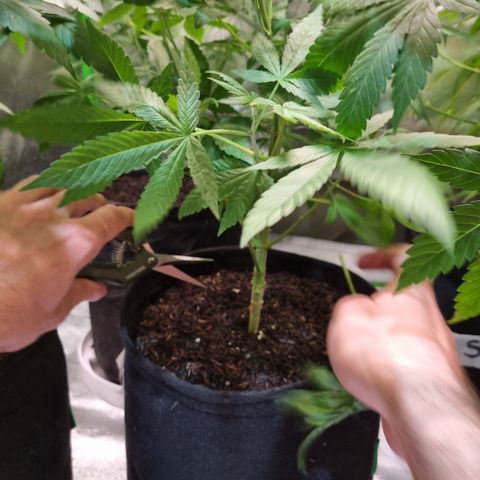 Skunk #11 growlog photo: Poda