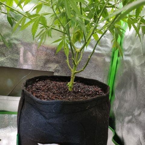 Skunk #11 growlog photo: Poda