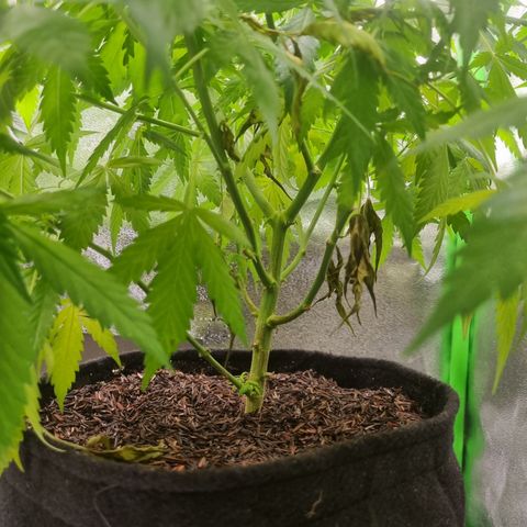 Skunk #11 growlog photo: Poda
