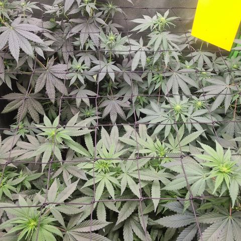 Skunk #11 growlog timeline photo