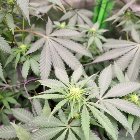 Skunk #11 growlog timeline photo