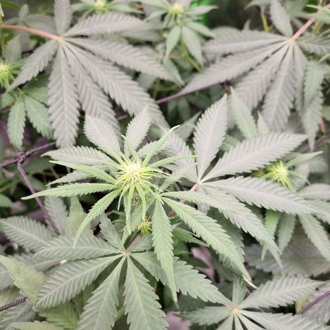 Skunk #11 growlog timeline photo