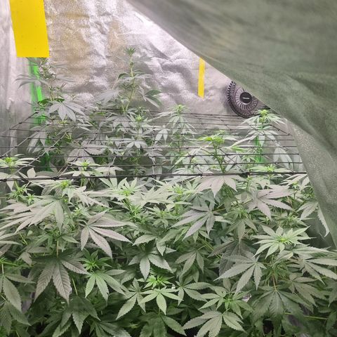 Skunk #11 growlog timeline photo