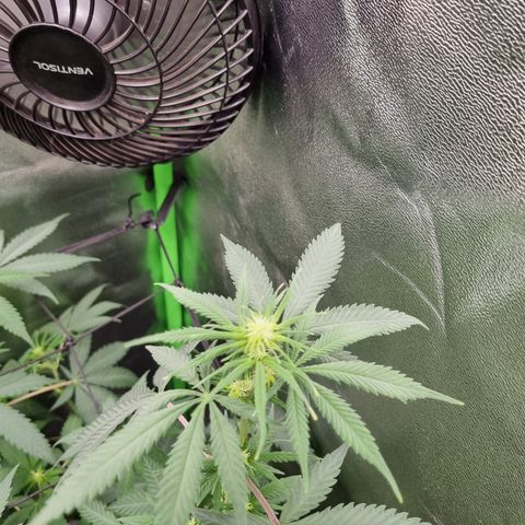 Skunk #11 growlog timeline photo