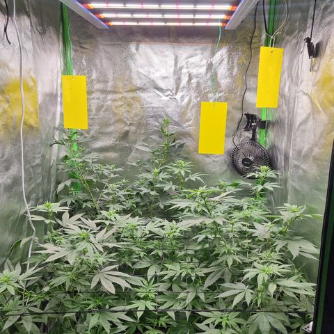 Skunk #11 growlog timeline photo