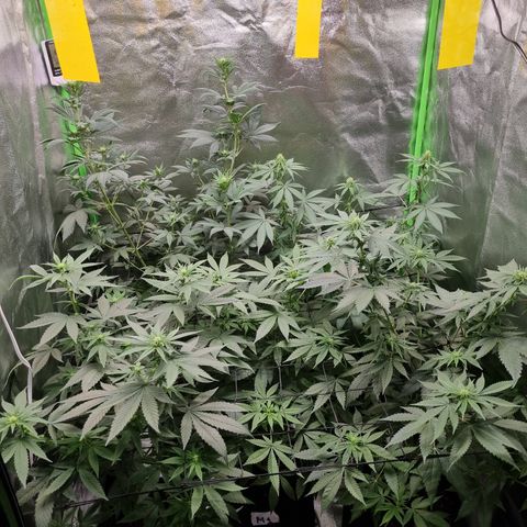 Skunk #11 growlog timeline photo
