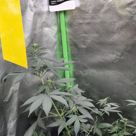 CBD Northern Lights growlog timeline photo