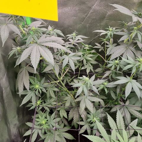 CBD Northern Lights growlog timeline photo