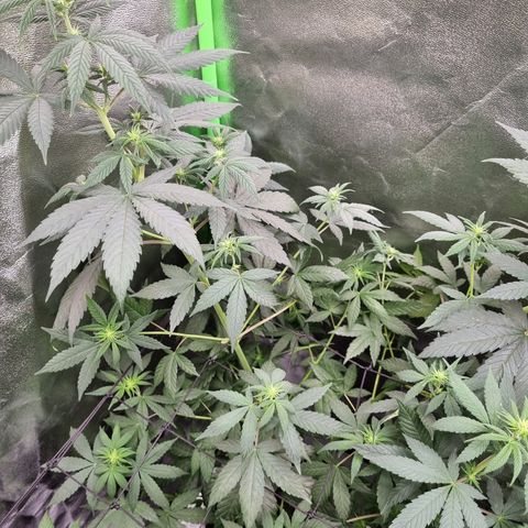 CBD Northern Lights growlog timeline photo
