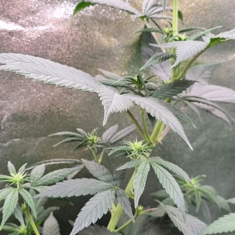 CBD Northern Lights growlog timeline photo