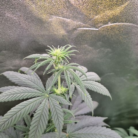CBD Northern Lights growlog timeline photo