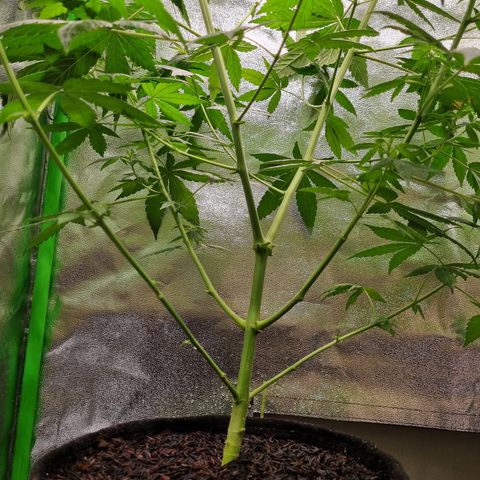 CBD Northern Lights growlog timeline photo