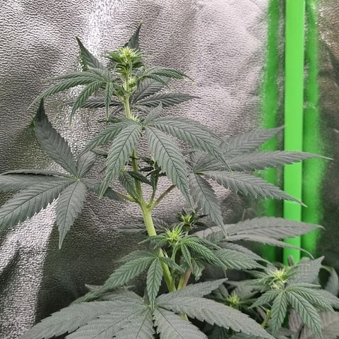 CBD Northern Lights growlog timeline photo