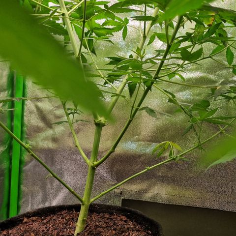 CBD Northern Lights growlog photo: 🥰