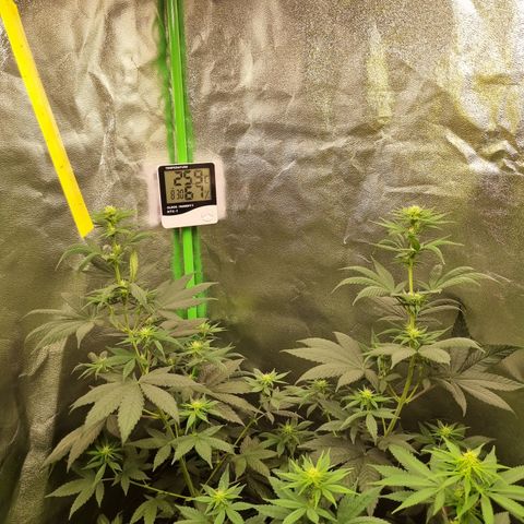 CBD Northern Lights growlog photo: 🥰