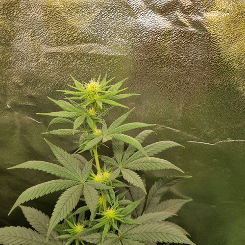 CBD Northern Lights growlog photo: 🥰