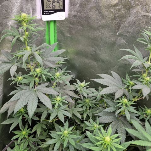 CBD Northern Lights growlog photo: 🥰