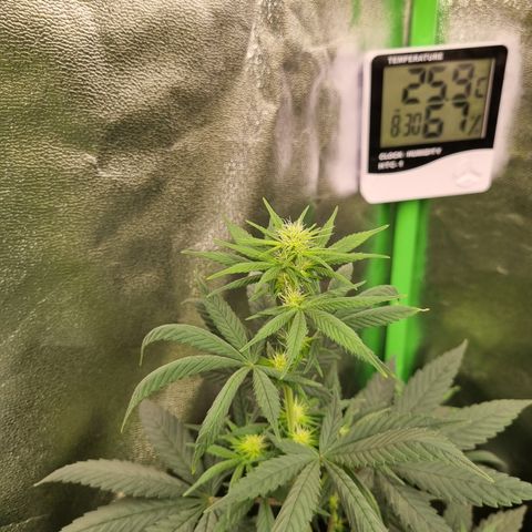 CBD Northern Lights growlog photo: 🥰