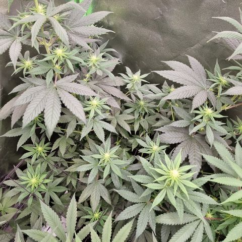 CBD Northern Lights growlog photo: 🥰