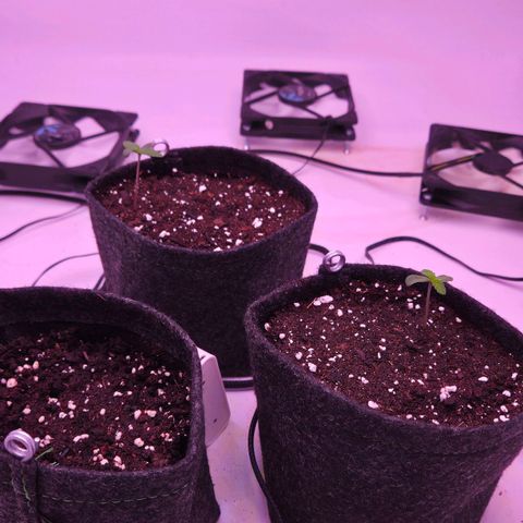 Shogun #1 growlog timeline photo