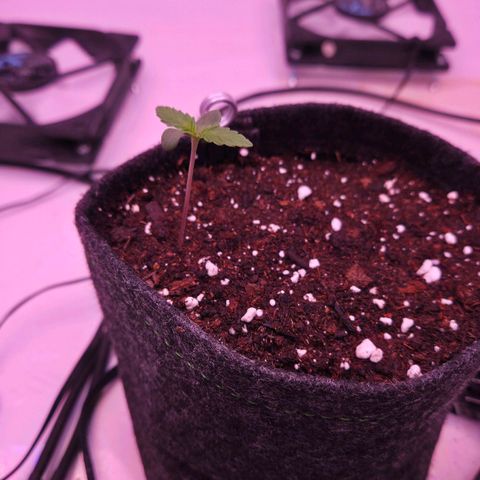 Shogun #1 growlog photo: Foto nach der Zugabe von mehr Erde