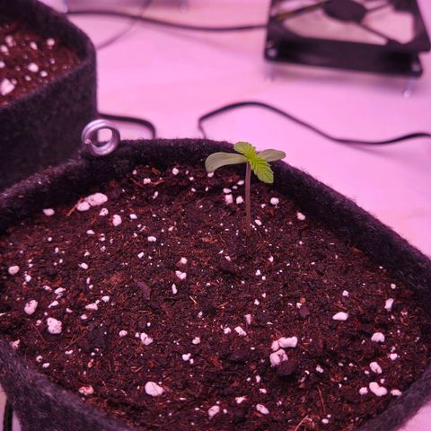 Shogun #3 growlog photo: Foto nach der Zugabe von mehr Erde