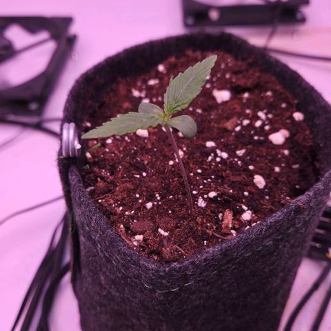 Shogun #1 growlog timeline photo