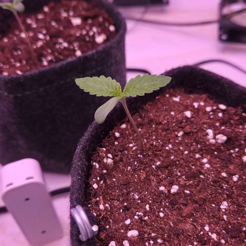 Shogun #3 growlog timeline photo