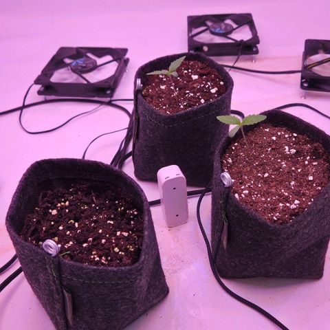 Shogun #1 growlog timeline photo