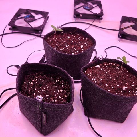 Shogun #1 growlog timeline photo