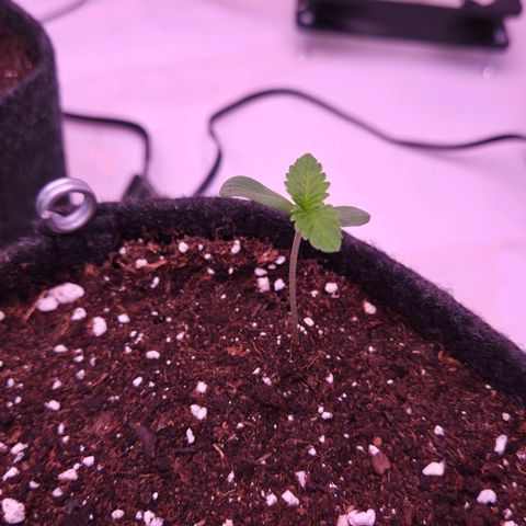 Shogun #3 growlog timeline photo