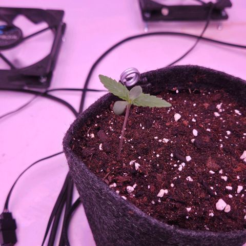 Shogun #1 growlog timeline photo