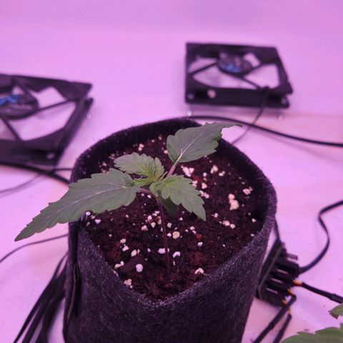 Shogun #1 growlog timeline photo