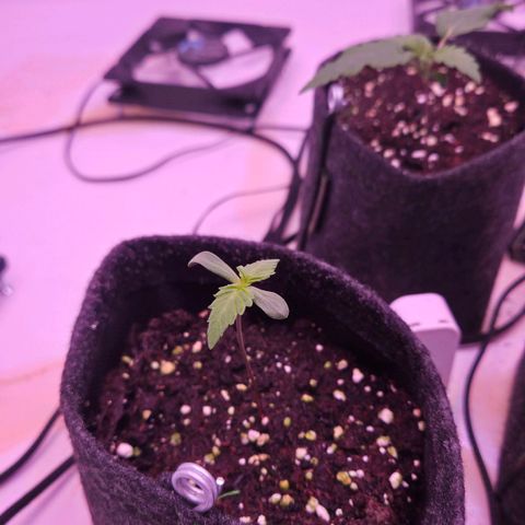 Shogun #2 growlog timeline photo