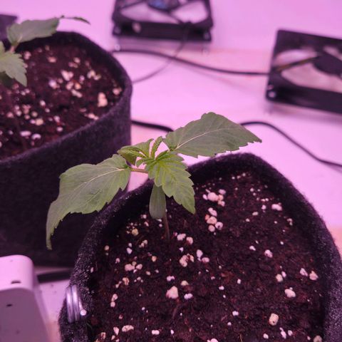 Shogun #3 growlog timeline photo