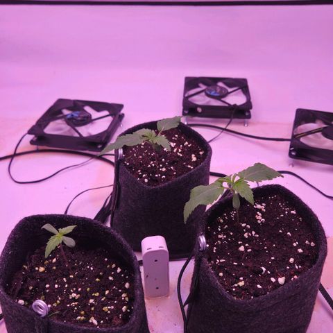 Shogun #1 growlog timeline photo